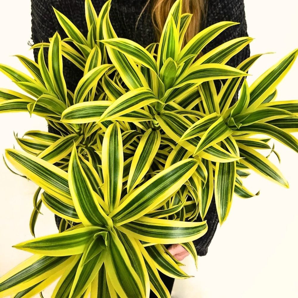 Trong phong thủy, trúc bách hợp cẩm thạch được xem là biểu tượng của may mắn, thịnh vượng, bình an, thu hút tài lộc cho gia chủ.