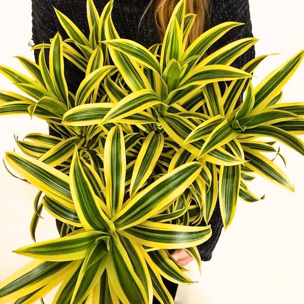 Trong phong thủy, trúc bách hợp cẩm thạch được xem là biểu tượng của may mắn, thịnh vượng, bình an, thu hút tài lộc cho gia chủ.