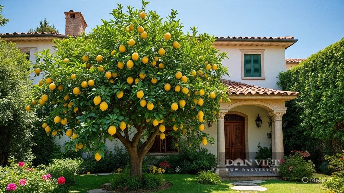 View - Trồng cây chanh trong nhà đúng vị trí hút lộc, tài lộc ùn ùn đến | Báo Tri thức và Cuộc sống - TIN TỨC PHỔ BIẾN KIẾN THỨC 24H
