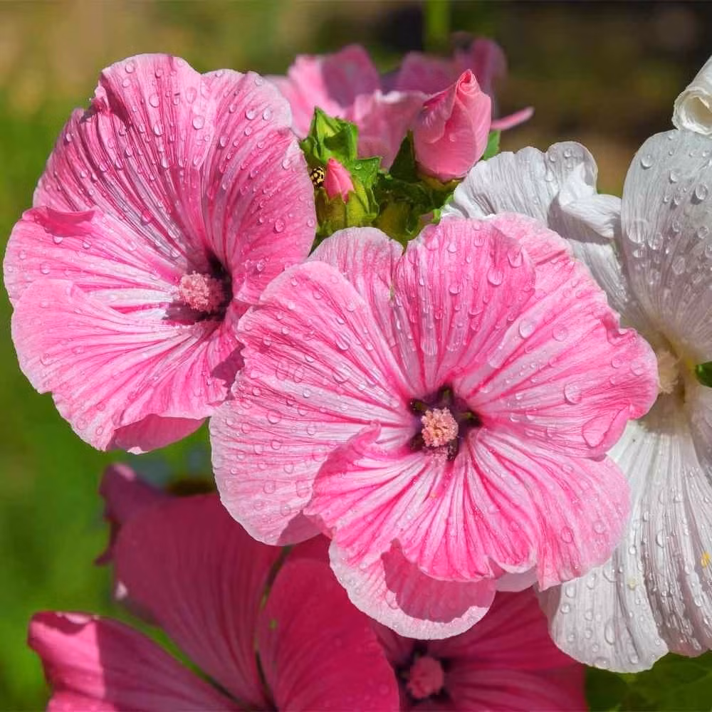 Thế nhưng, nếu bạn đã quen thuộc với hoa giấy thì hãy thử đổi mới bằng một loài cây cảnh đang được ca ngợi là “vua chịu nhiệt”: Hồng Mallow (Lavatera Trimestris).