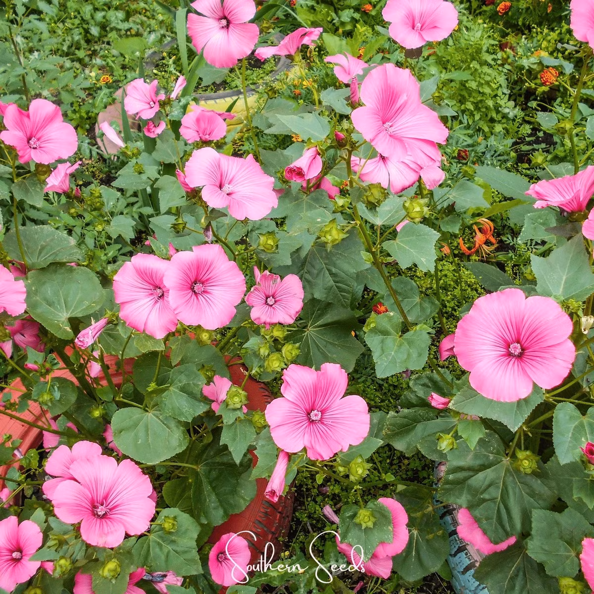 Hoa giấy, hoa mười giờ, hoa dừa cạn là những cái tên quen thuộc thường được người yêu cây lựa chọn vì vừa đẹp vừa chịu nóng tốt. Trong đó, hoa giấy đặc biệt nổi bật nhờ sự đa dạng màu sắc và dễ chăm sóc.