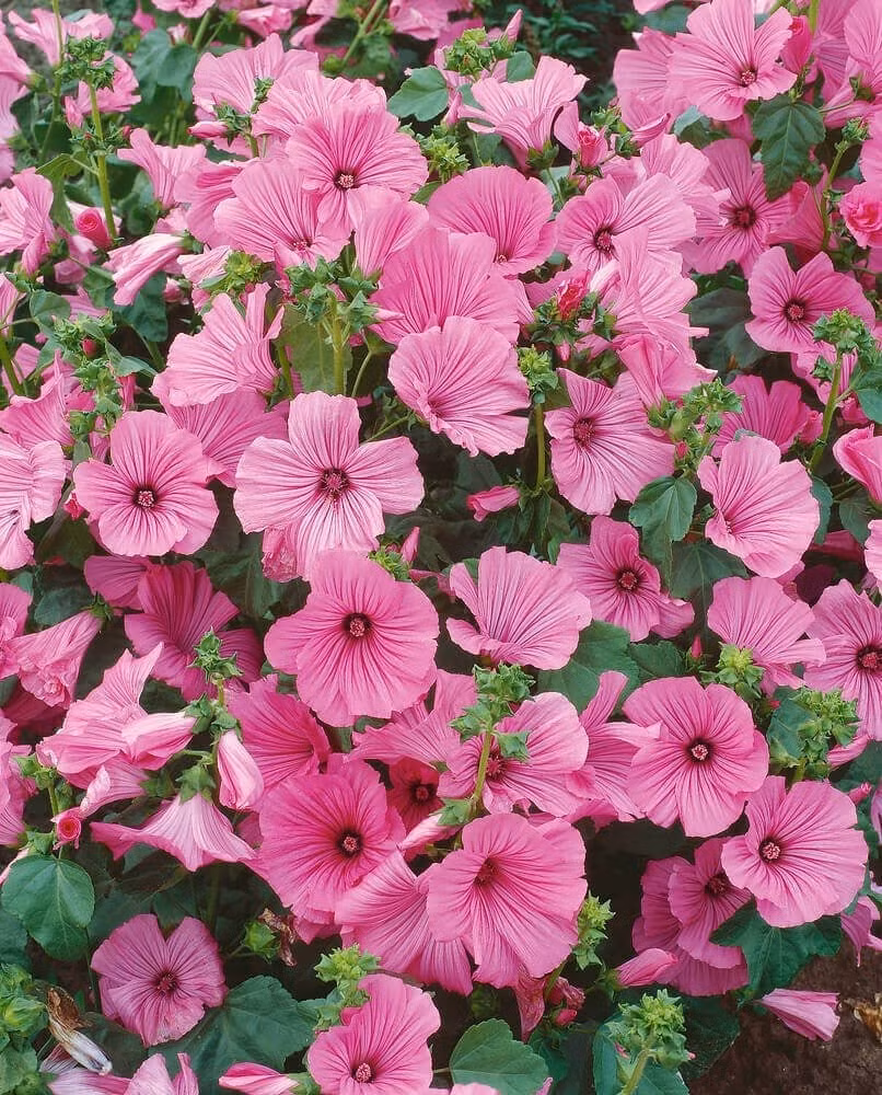 Đặc biệt, thời kỳ nở rộ nhất của Hồng Mallow rơi vào tháng 6–7, đúng cao điểm mùa hè – thời điểm mà nhiều cây cảnh khác kiệt sức. Nhờ vậy, loài hoa này càng trở nên quý giá.