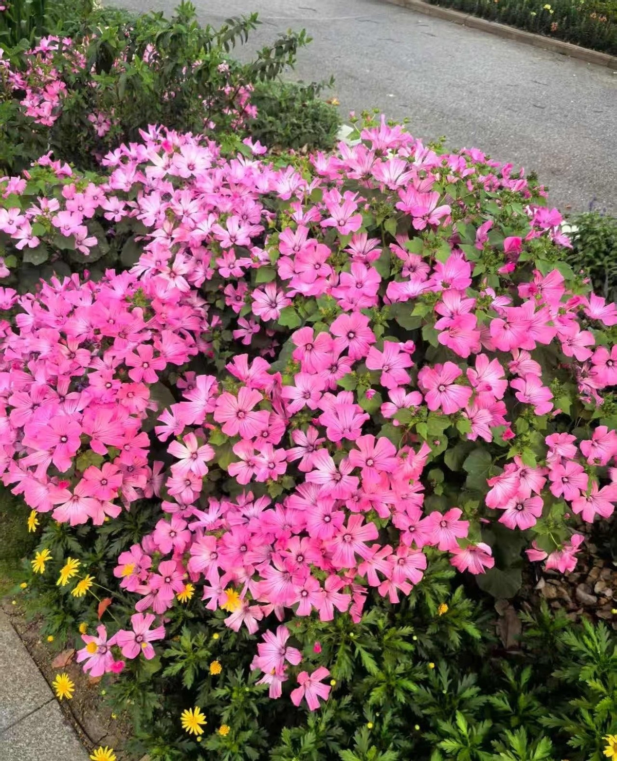 Chỉ cần gieo hạt vào mùa xuân hay hè, bạn sẽ nhanh chóng có một không gian sân vườn hay ban công tràn ngập sắc hồng, sắc trắng của loài hoa phong thủy chịu nhiệt bậc nhất này.