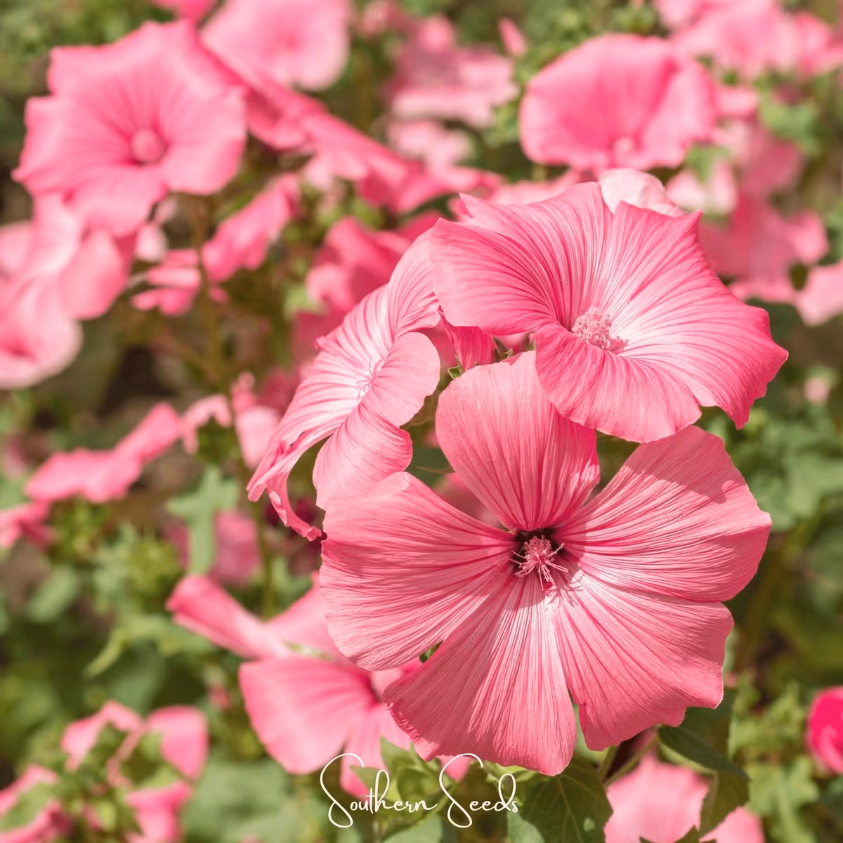 Không chỉ đẹp, Hồng Mallow còn rất sai hoa. Khi trưởng thành, một cây có thể nở hàng trăm bông cùng lúc. Nếu trồng theo cụm, chúng dễ dàng tạo thành cả một biển hoa lãng mạn.