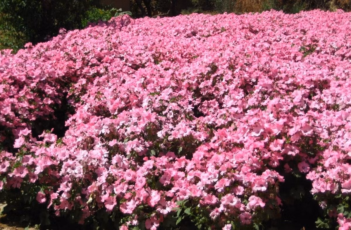 Theo tiếng Latin, “Trimestris” nghĩa là “3 tháng”, ám chỉ thời gian từ khi gieo hạt đến lúc cây nở hoa chỉ mất khoảng 70 ngày – cực kỳ nhanh chóng.