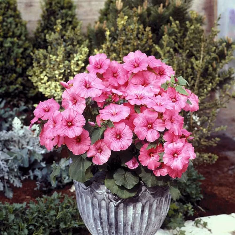 Hồng Mallow còn được biết đến với nhiều tên gọi khác như rose mallow (hồng dâm bụt), royal mallow (dâm bụt hoàng gia) hay common tree mallow (dâm bụt hàng năm). Nó thuộc chi Malva, họ Dâm bụt.