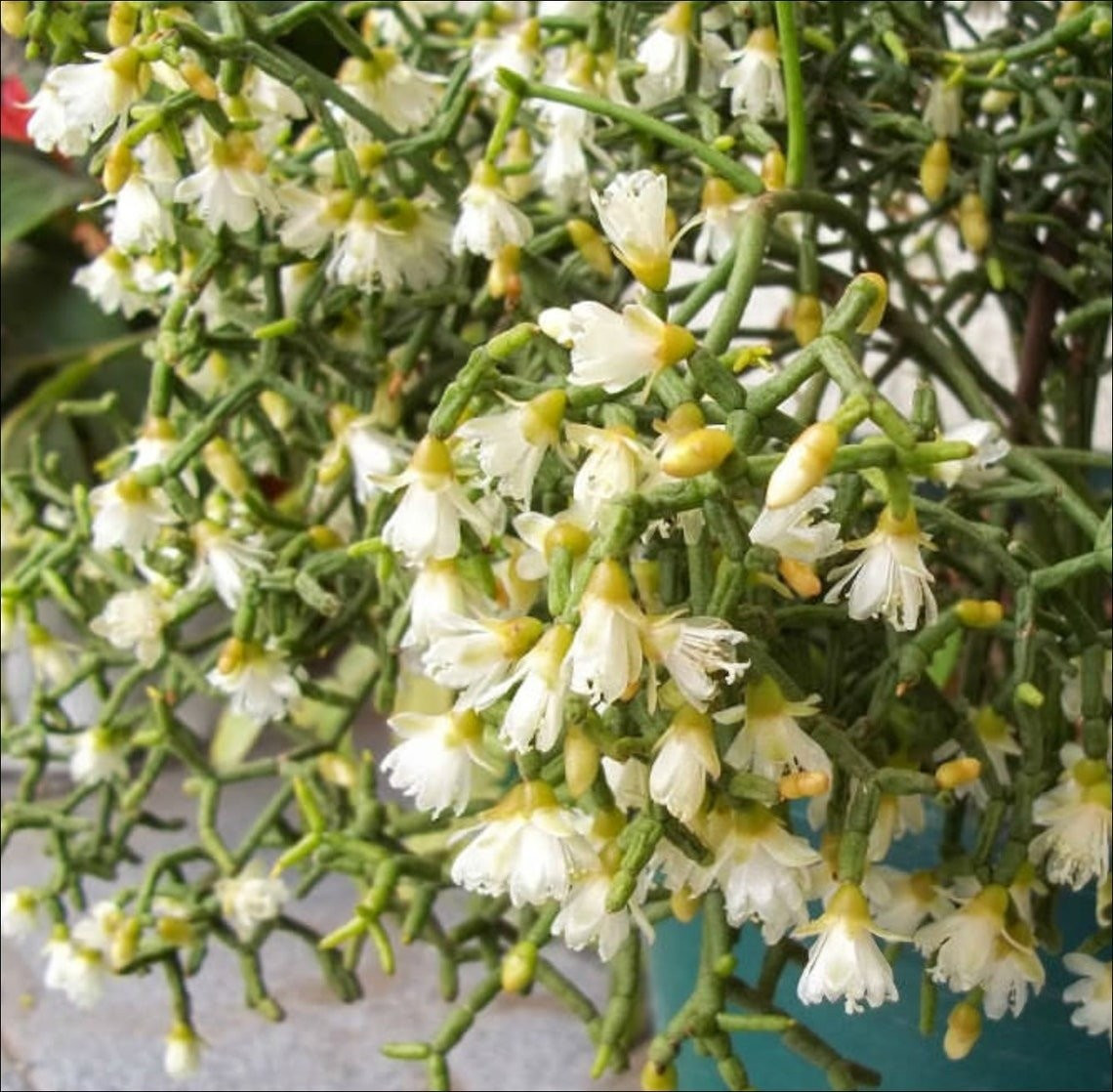 View - Độc lạ cây cảnh “khúc xương nhảy múa”, hút tài lộc và may mắn | Báo Tri thức và Cuộc sống - TIN TỨC PHỔ BIẾN KIẾN THỨC 24H