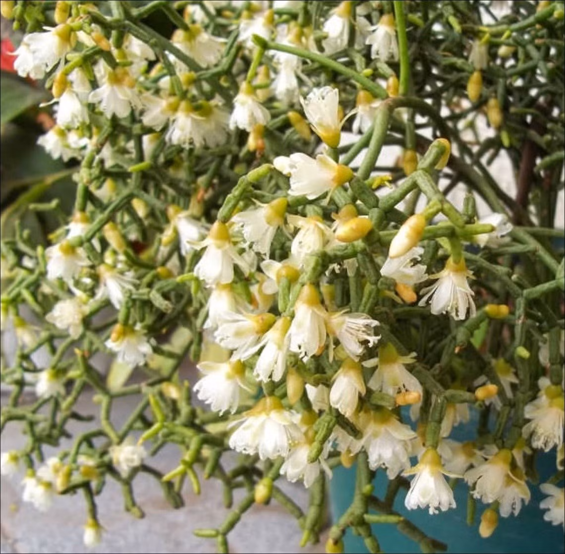 Nhiều tên gọi thú vị: Cây được biết đến với nhiều tên như Coral Cactus (xương rồng san hô), Rice Cactus (xương rồng gạo), Dancing Bones (khúc xương nhảy múa) hay Mistletoe Cactus (xương rồng tầm gửi).