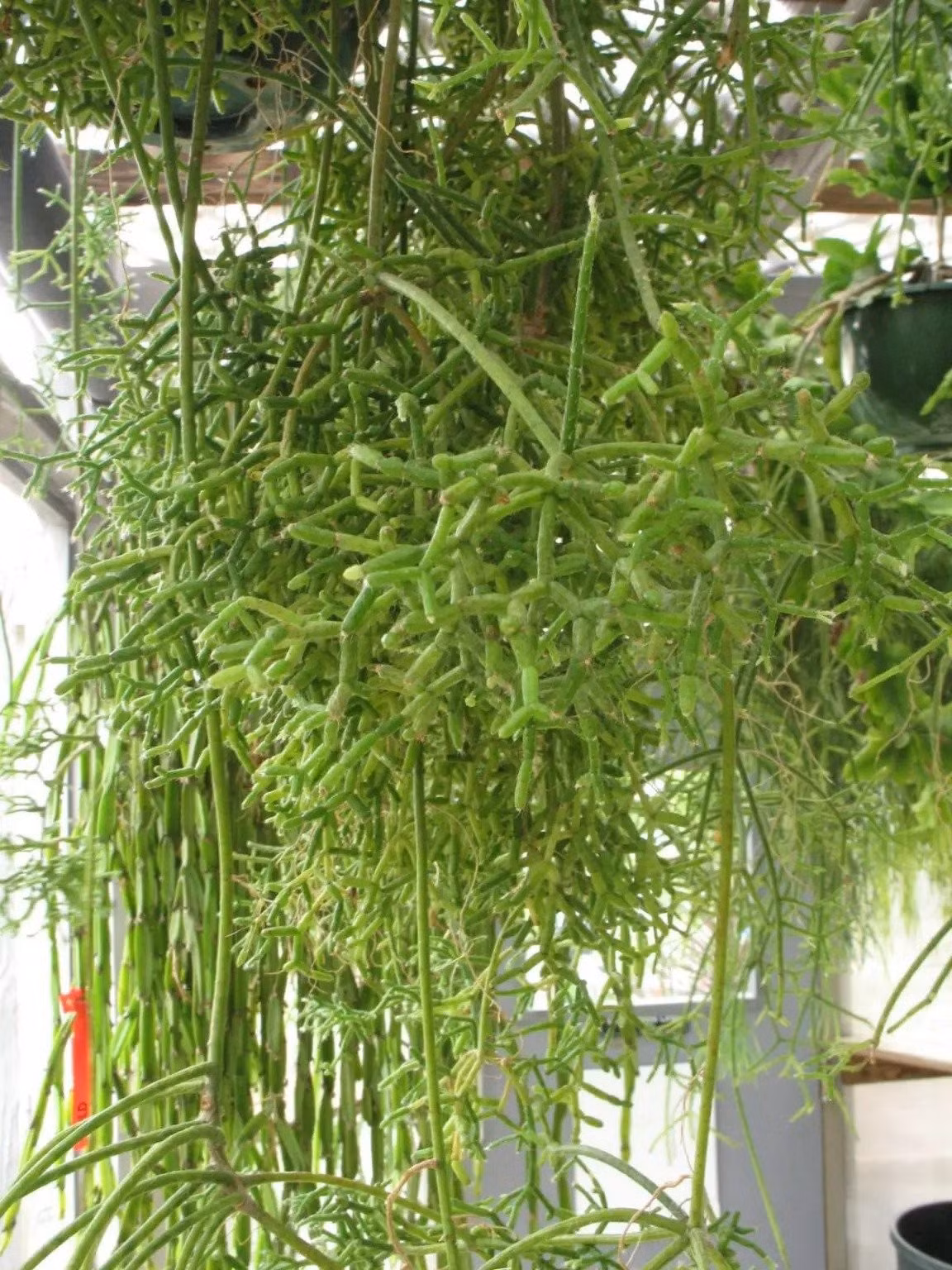 Nguồn gốc từ rừng nhiệt đới: Xương rồng san hô có nguồn gốc ở Trung và Nam Mỹ, mọc biểu sinh trong rừng mưa nhiệt đới. Nhờ vẻ ngoài lạ mắt, ngày nay cây đã được nhân giống và trồng phổ biến khắp thế giới.