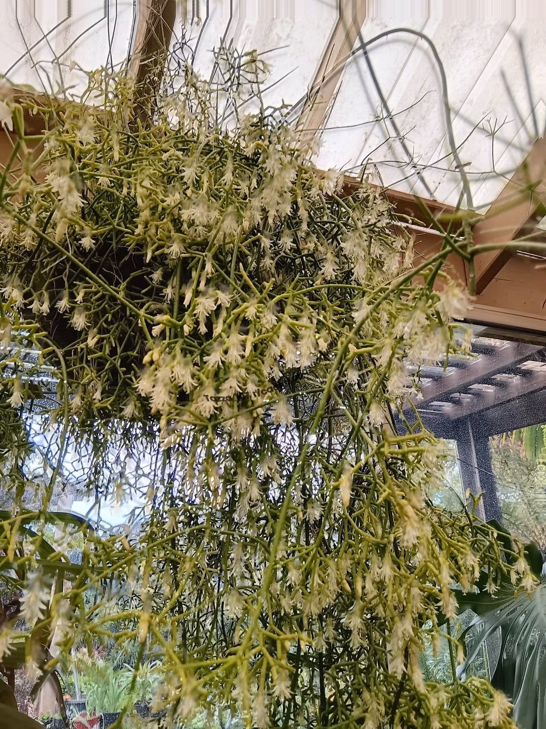 Hoa và quả đẹp mê hoặc: Vào mùa xuân – hè, cây nở những bông hoa trắng nhỏ, thường về đêm. Sau đó kết quả mọng trắng trong suốt, tạo vẻ quyến rũ và hiếm thấy ở các loại cây cảnh khác.