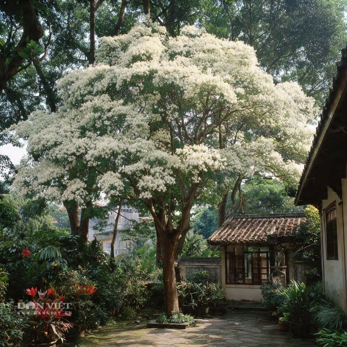 Người xưa cho rằng, trồng cây sưa trong sân không chỉ tượng trưng cho việc theo đuổi một cuộc sống tốt đẹp hơn