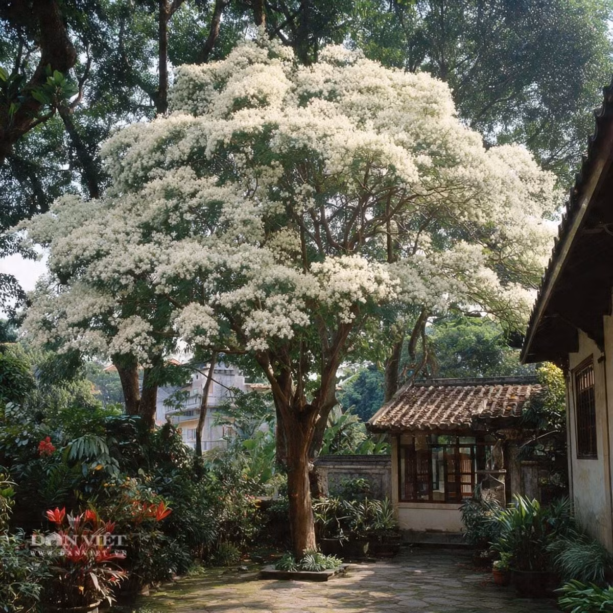 Người xưa cho rằng, trồng cây sưa trong sân không chỉ tượng trưng cho việc theo đuổi một cuộc sống tốt đẹp hơn