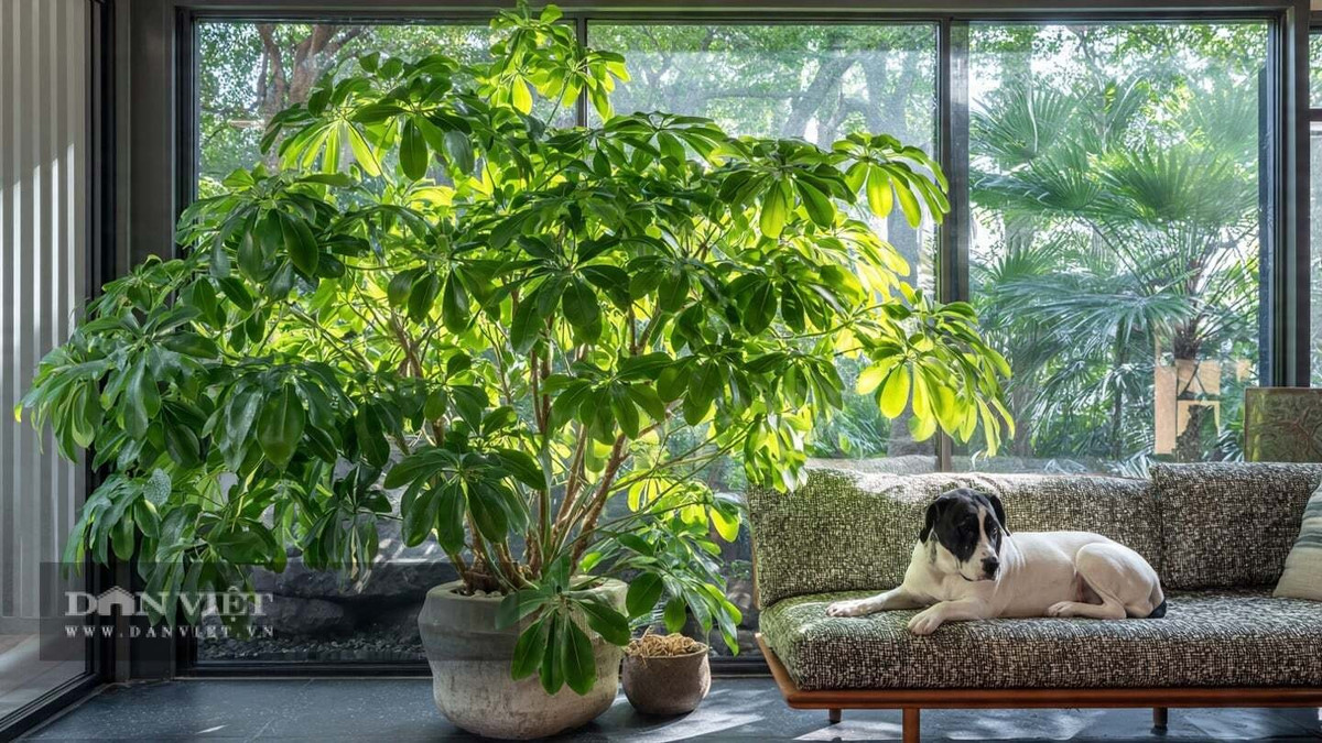 Điểm nổi bật của ngũ gia bì là khả năng hấp thụ formaldehyde và nicotine, giúp thanh lọc không khí hiệu quả. Đặc biệt phù hợp với nhà mới sửa hoặc gia đình có người hút thuốc.