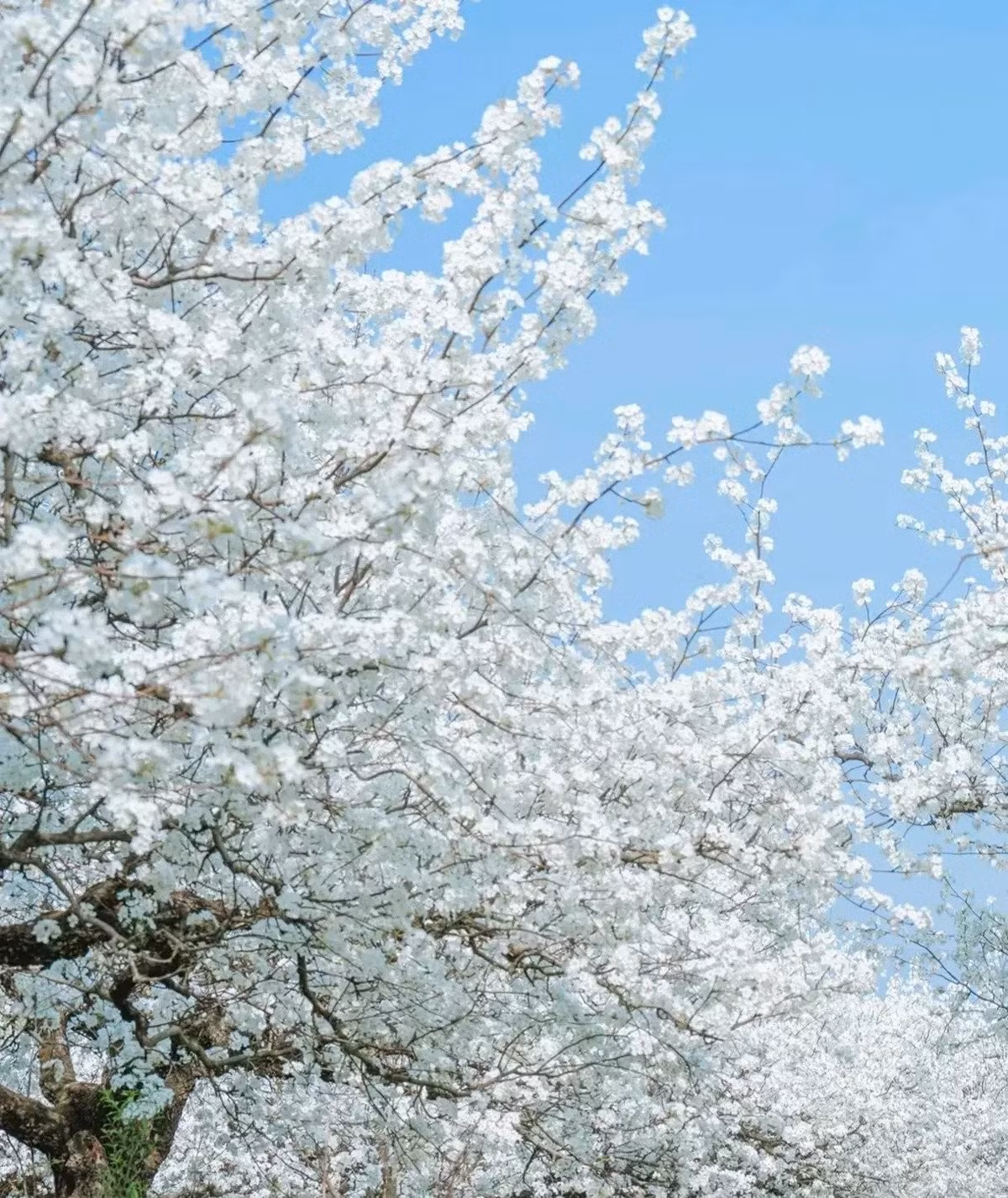 Cây lê – Hoa trắng đẹp nhưng mang ý nghĩa chia lìa: Hoa lê trắng muốt như tuyết, hương thơm thanh mát, nở rộ vào mùa xuân tạo nên bầu không khí lãng mạn, tinh khiết như một giấc mơ tuyết đầu mùa.