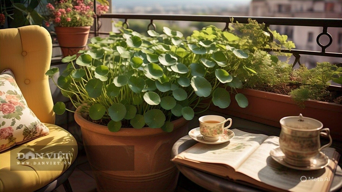 Nhưng thực tế không hề đơn giản. Cỏ đồng tiền thích ẩm, và nếu tưới quá tay hoặc không thông gió tốt, nó sẽ nhanh chóng bị thối rễ. Những chai cây nhỏ đặt trên ban công mùa hè thậm chí còn bốc mùi khó chịu khiến bạn “dở khóc dở cười”.