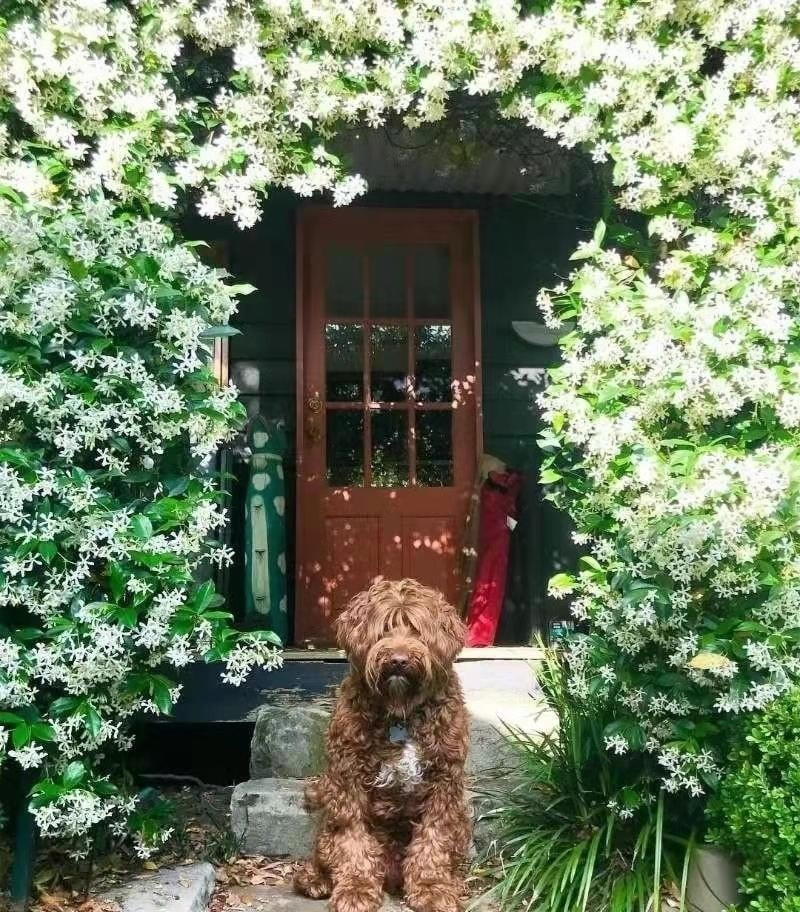 Có thể dùng làm thuốc, nhưng cần thận trọng. Theo y học cổ truyền, rễ và lá có thể dùng trị đau khớp. Tuy nhiên, nhựa trắng của cây có độc, chỉ nên sử dụng khi có chỉ định chuyên môn.