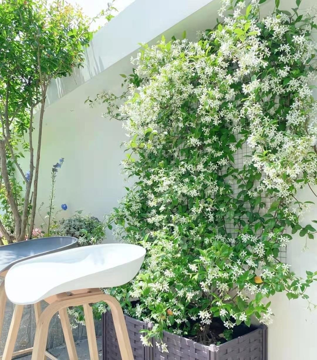 Sống tốt từ bóng râm đến nắng gắt. Lá cây có thể thay đổi hình dạng tùy điều kiện ánh sáng – như tắc kè hoa. Khi đủ sáng, lá nhỏ và cứng; khi thiếu nắng, lá to hơn, mềm hơn để thích nghi.