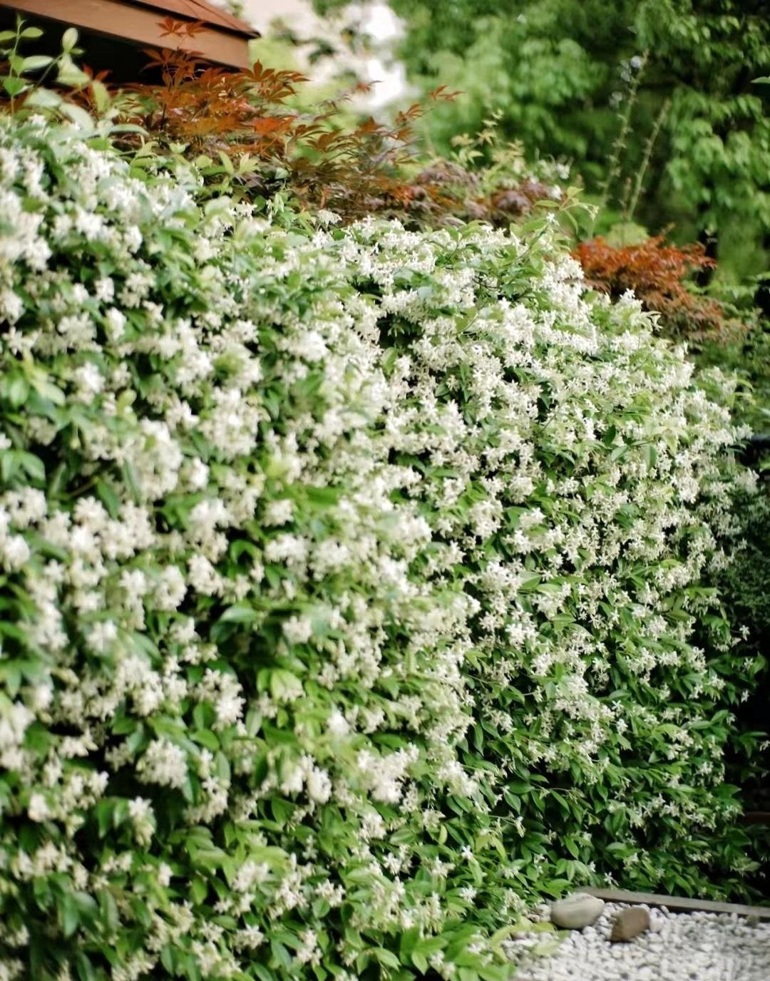 Dây leo mềm mại, lá xanh mướt ánh sáp. Nhài sao là cây dây leo thân gỗ, tán lá bóng khỏe, sinh trưởng tốt ở nơi có nhiều ánh sáng. Dáng cây mềm mại, thanh thoát, dễ tạo hình giàn leo hay bức tường hoa.