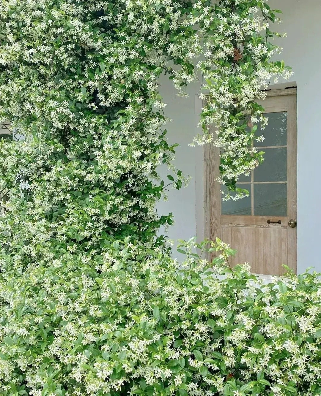 Một nghệ sĩ leo trèo bền bỉ. Với rễ phụ khí sinh, cây dễ dàng bám chắc vào tường, gỗ, cột hoặc đá. Chỉ cần một khung đỡ đơn giản, nhài sao sẽ leo lên cao và bung hoa suốt mùa hè.