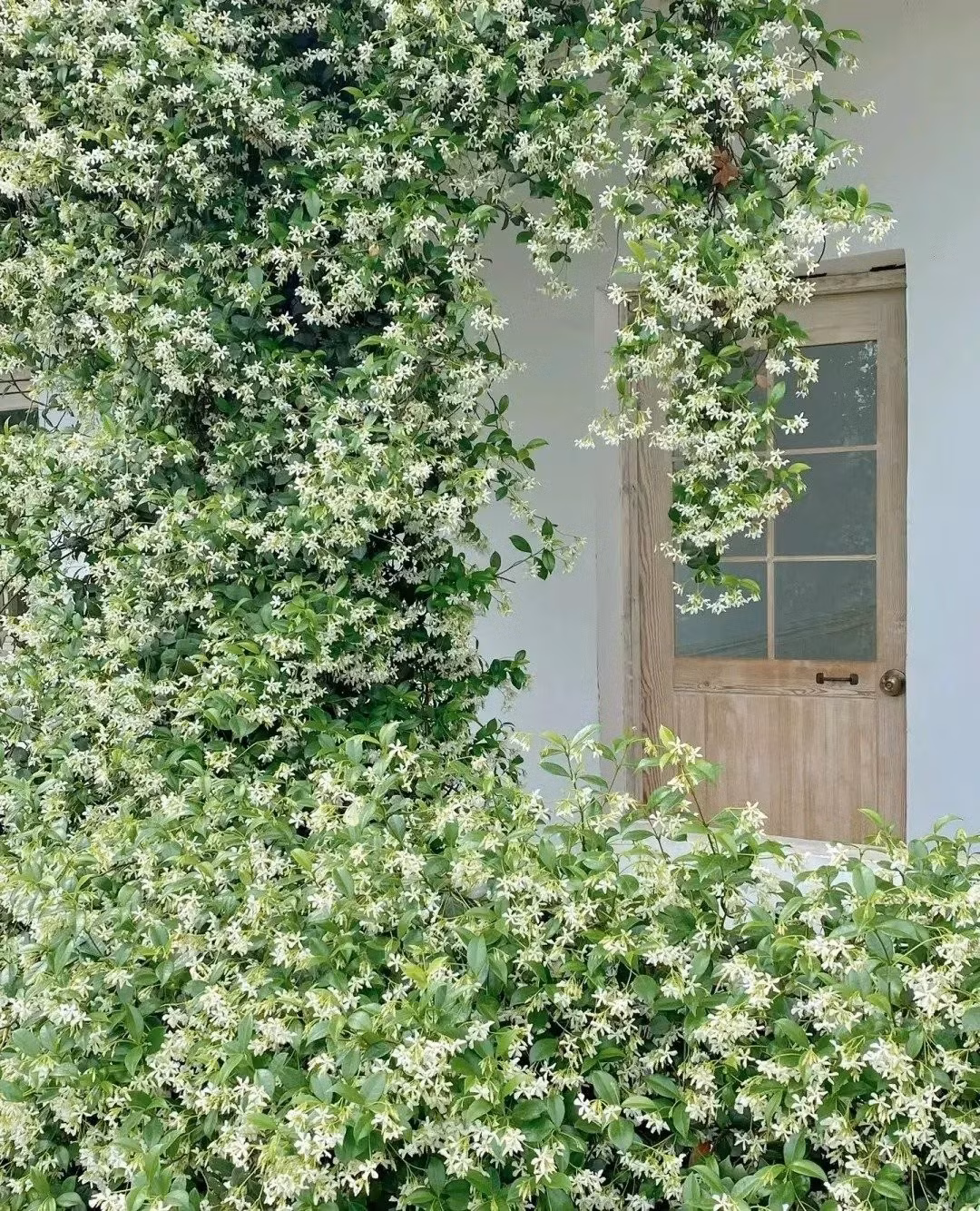 Một nghệ sĩ leo trèo bền bỉ. Với rễ phụ khí sinh, cây dễ dàng bám chắc vào tường, gỗ, cột hoặc đá. Chỉ cần một khung đỡ đơn giản, nhài sao sẽ leo lên cao và bung hoa suốt mùa hè.