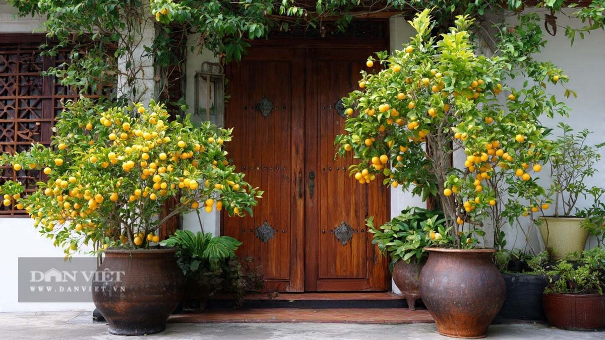 Những chùm quả vàng nổi bật trên nền lá xanh tạo nên cảnh sắc rực rỡ, được xem là “điềm lành” cho năm mới. Tặng quất hoặc đặt hai chậu quất trước cửa nhà còn được ví như gửi gắm may mắn và tài lộc đến chủ nhân.