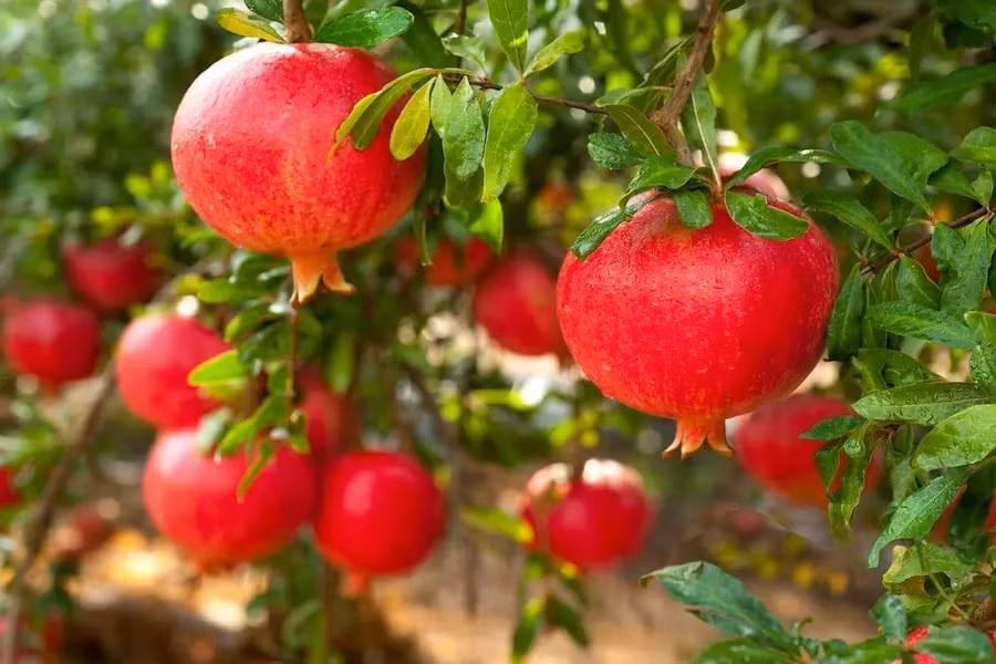 Cây lựu từ lâu đã được xem là biểu tượng của sự sinh sôi nảy nở và thịnh vượng nhờ những chùm quả rực rỡ, nhiều hạt tượng trưng cho sự đầy đủ, sung túc.