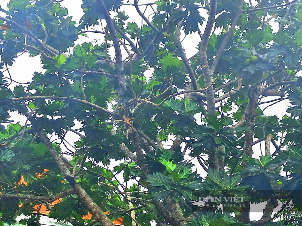 Tại miền Tây, đặc biệt ở Cần Thơ và dọc đường xuống Cà Mau, cây bánh mì xuất hiện nhiều, lá giống đu đủ nhưng quả lại na ná quả mít.