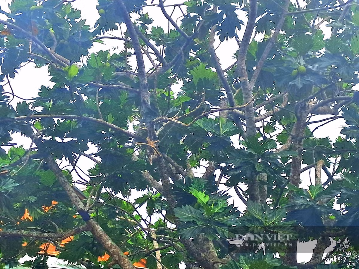 Tại miền Tây, đặc biệt ở Cần Thơ và dọc đường xuống Cà Mau, cây bánh mì xuất hiện nhiều, lá giống đu đủ nhưng quả lại na ná quả mít.