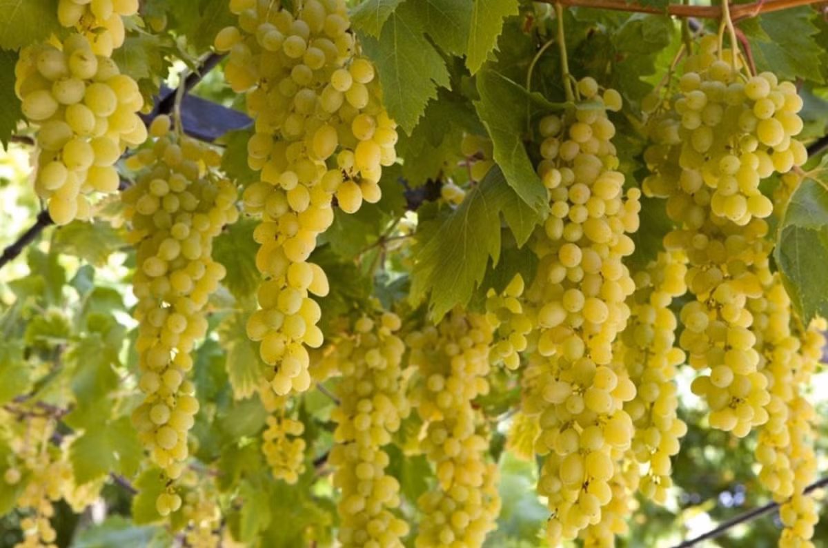 4. Tưởng tượng một buổi chiều, bạn ngồi dưới giàn nho xanh mướt, không khí trong lành, hái một chùm nho chín mọng, vị ngọt lan tận từng tế bào.