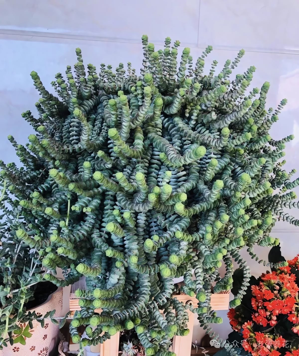 5. Cây cảnh Sen đá chuỗi tiền: Sen đá chuỗi tiền (Crassula perforata) là cây mọng nước độc đáo với lá xếp chồng như những đồng xu cổ, tạo hình bắt mắt và thú vị.