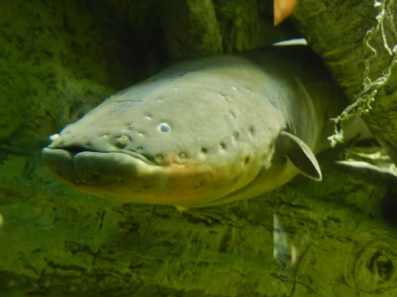 Cá chình điện, hay còn được gọi là lươn điện. Chúng có thể phát ra điện để giật kẻ thù và để săn mồi. Ở hai bên sống lưng của cá chình điện, có 2 "nhà máy điện", mỗi "nhà máy" gồm 70 "cột điện" đấu song song, mỗi "cột" là một chồng gồm 6.000 tế bào phát điện đấu nối tiếp.