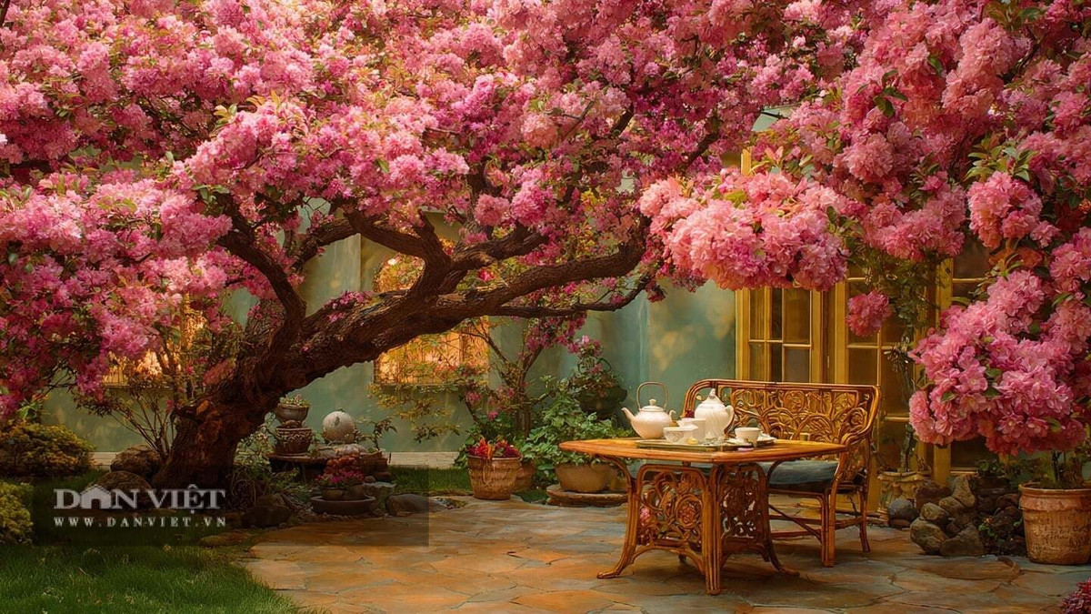 Theo quan niệm xưa, loài cây này tượng trưng cho giàu sang, hạnh phúc và sự viên mãn. Hoa nở rộ đồng nghĩa với tin vui, tài lộc gõ cửa, gia đình ấm êm và sung túc.