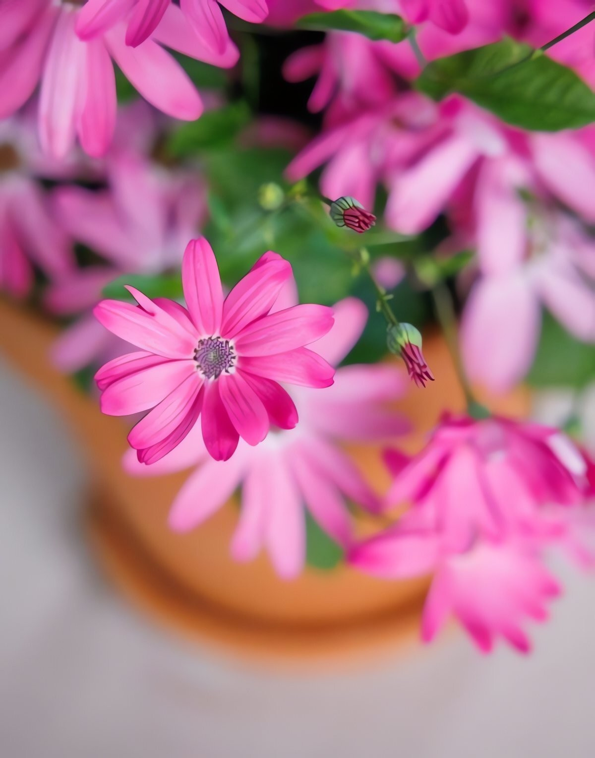 Điều đặc biệt, chỉ một chậu 25 cm có thể cho tới 200 bông hoa nở rộ liên tục, mang đến bầu không khí vui tươi và màu sắc rực rỡ cho cả căn nhà.