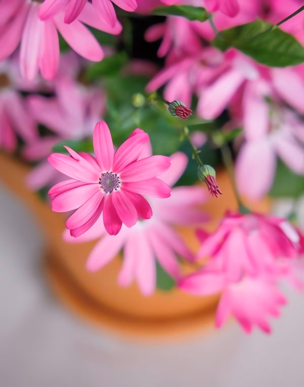 Điều đặc biệt, chỉ một chậu 25 cm có thể cho tới 200 bông hoa nở rộ liên tục, mang đến bầu không khí vui tươi và màu sắc rực rỡ cho cả căn nhà.