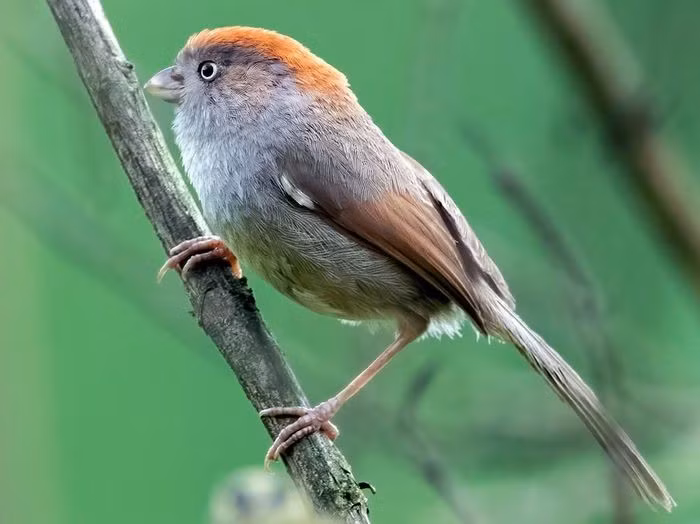 Khướu mỏ dẹt Vân Nam (Sinosuthora alphonsiana) dài 12 - 13cm là loài định cư, tương đối phổ biến, chỉ ghi nhận tại phía Bắc của Tây Bắc. Chúng sống ở cây bụi và trảng cỏ, độ cao 1.100 - 1.700m, thường di chuyển nhanh theo đàn lớn.