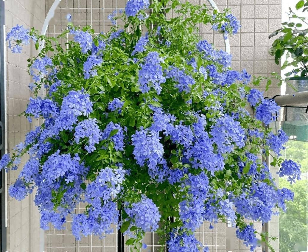 Trong phong thủy, thanh xà tượng trưng cho may mắn, tình yêu và sự vươn lên mạnh mẽ. Sắc xanh của hoa đem lại cảm giác yên bình, thư thái, rất thích hợp để trồng dọc hàng rào, làm vòm hoa hoặc phủ giàn.