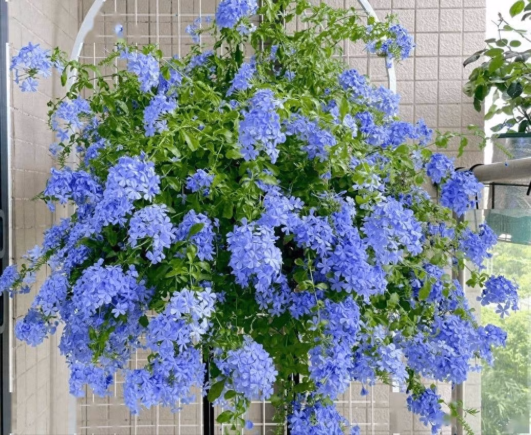 Trong phong thủy, thanh xà tượng trưng cho may mắn, tình yêu và sự vươn lên mạnh mẽ. Sắc xanh của hoa đem lại cảm giác yên bình, thư thái, rất thích hợp để trồng dọc hàng rào, làm vòm hoa hoặc phủ giàn.