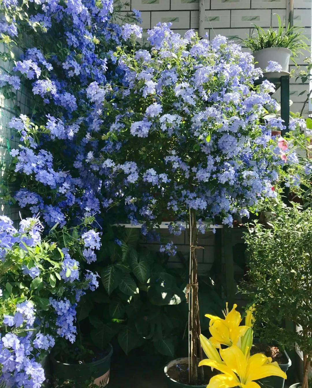 Cây có thể cho hoa 6–7 tháng mỗi năm và ở vùng khí hậu nóng ẩm, thậm chí nở quanh năm. Thanh xà sống khỏe trong môi trường khắc nghiệt, ít sâu bệnh và có khả năng hấp thu khí độc, giúp làm sạch không khí.