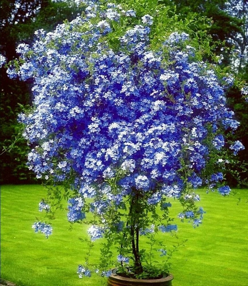 Thanh xà: Thanh xà – hay Plumbago auriculata – là loài dây leo nổi tiếng với sức sinh trưởng mạnh và khả năng nở hoa “điên cuồng”. Hoa chủ yếu màu xanh nhưng cũng có biến thể hồng và trắng.
