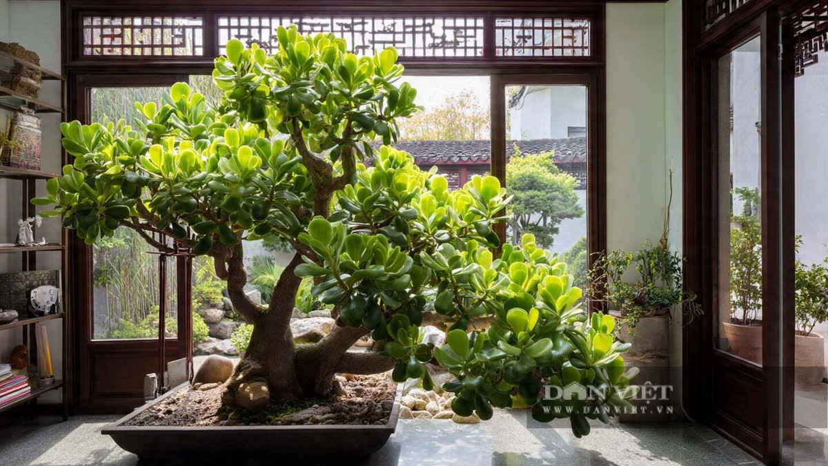 5. Ngọc bích: Ngọc bích có lá dày, mọng nước, xanh bóng như những viên ngọc nhỏ. Khi đủ ánh sáng, lá cây ánh lên vẻ trong trẻo, đầy sức sống.