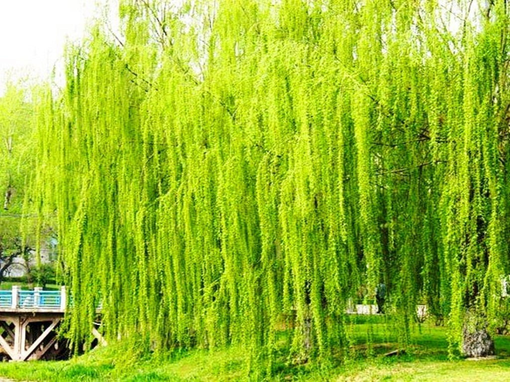 Tuy nhiên, do cây liễu là cây ưa bóng râm, thích ẩm ướt nên người xưa cũng cho rằng không thích hợp trồng ở gần nhà.