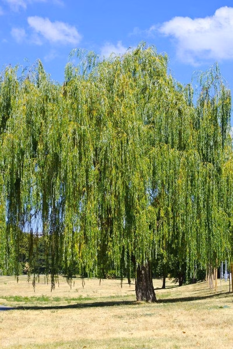 Do đó, người xưa cho rằng, việc chặt bỏ cây liễu sẽ làm gia đình mất đi một báu vật có giá trị đối với đời sống