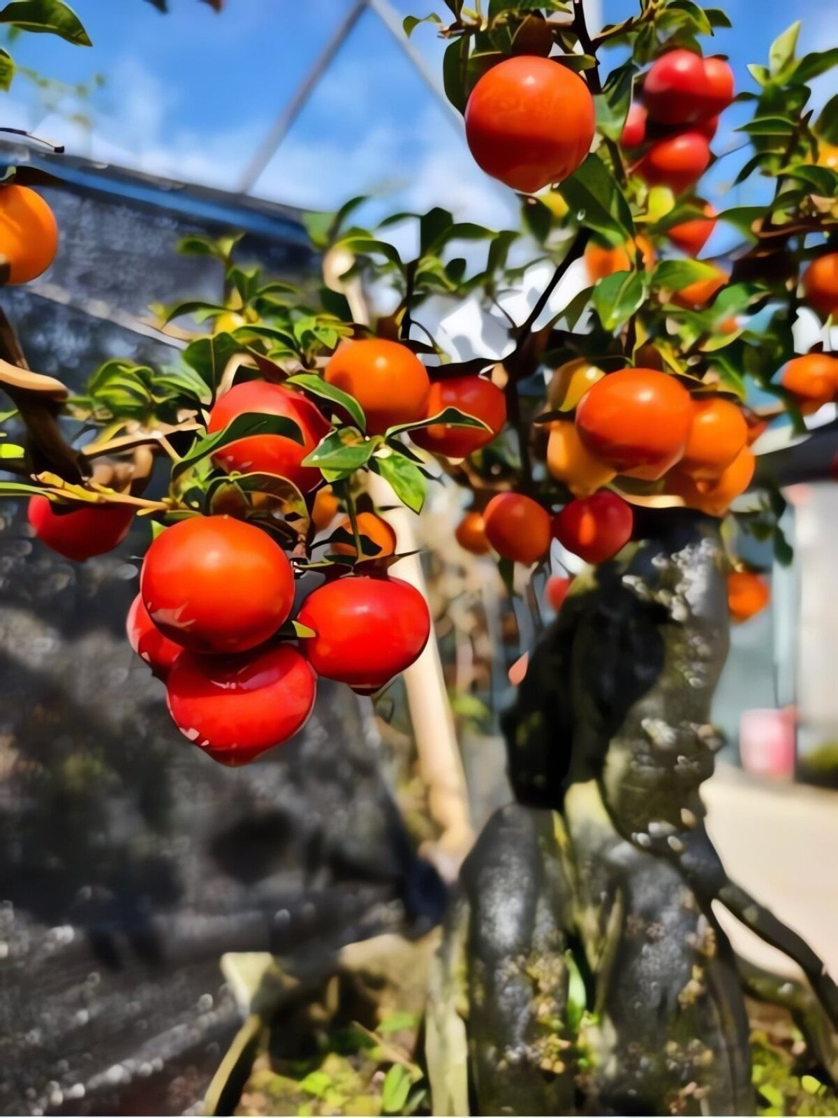 2. Hồng đá – Quả đỏ như lồng đèn, càng già càng thành “kho vàng”: Hồng đá (Diospyros cathayensis) nổi bật bởi những chùm quả đỏ tươi treo lủng lẳng từ mùa thu đến tận Tết. Lá xanh, hoa thơm, quả trĩu cây tạo nên hình ảnh sum vầy, tài lộc – vì vậy cây rất được giới chơi cảnh ưa chuộng.