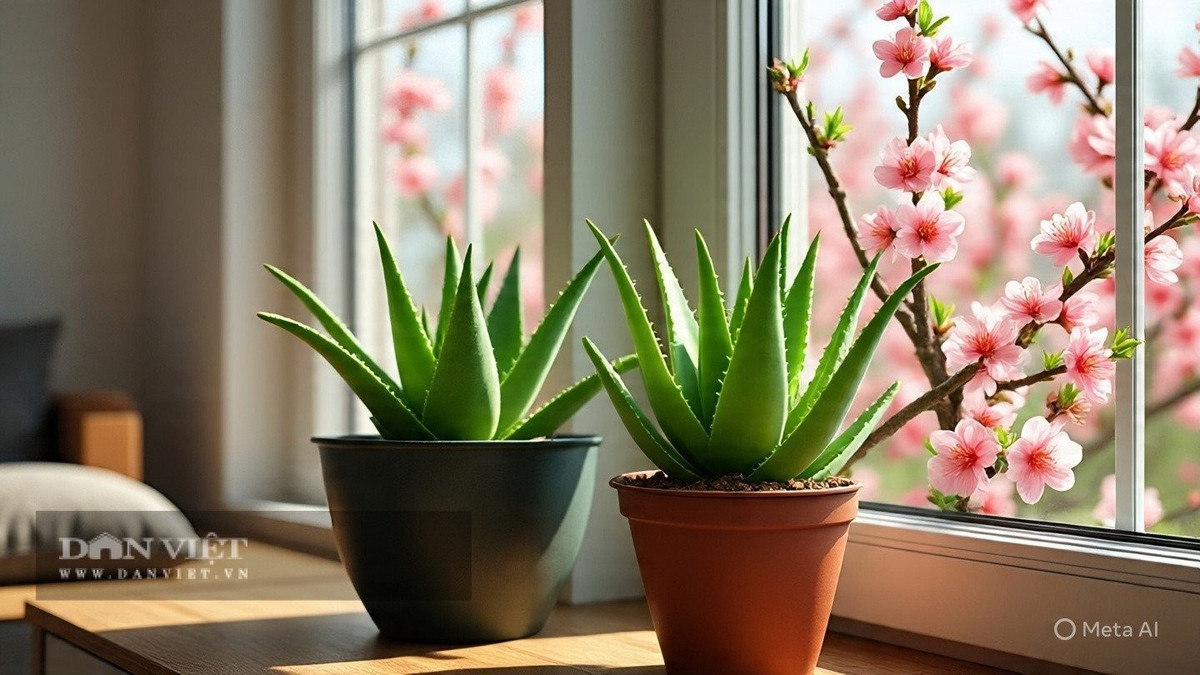 Về đêm, cây hấp thụ CO₂, nhả oxy giúp cải thiện giấc ngủ. Đặt cây trong phòng ngủ, bạn sẽ cảm nhận rõ sự dễ chịu và nhẹ nhõm.