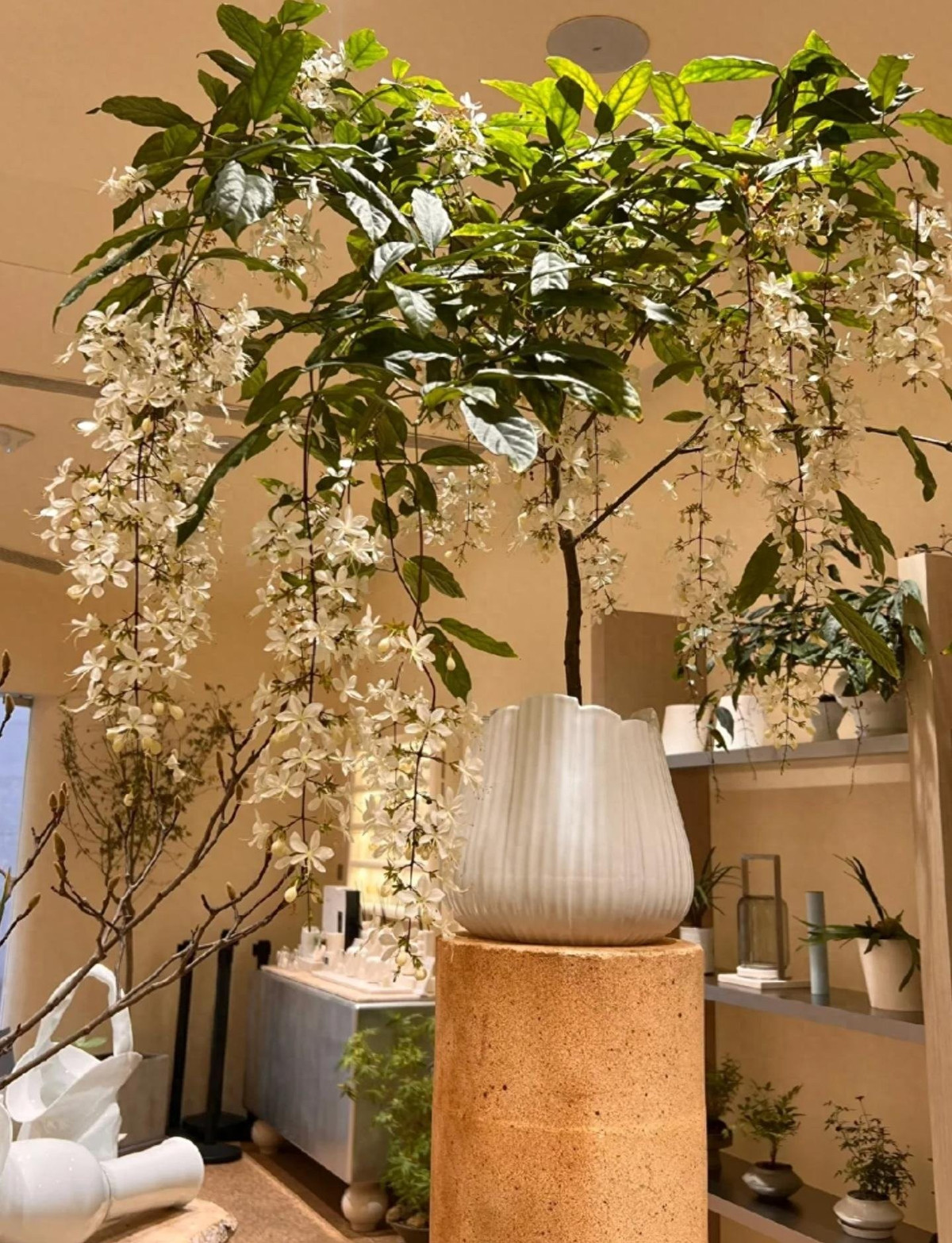 Loài hoa này còn có tên tiếng Anh là Chains of Glory, khoa học là Clerodendrum schmidtii, phổ biến ở châu Á, trong đó có Việt Nam.