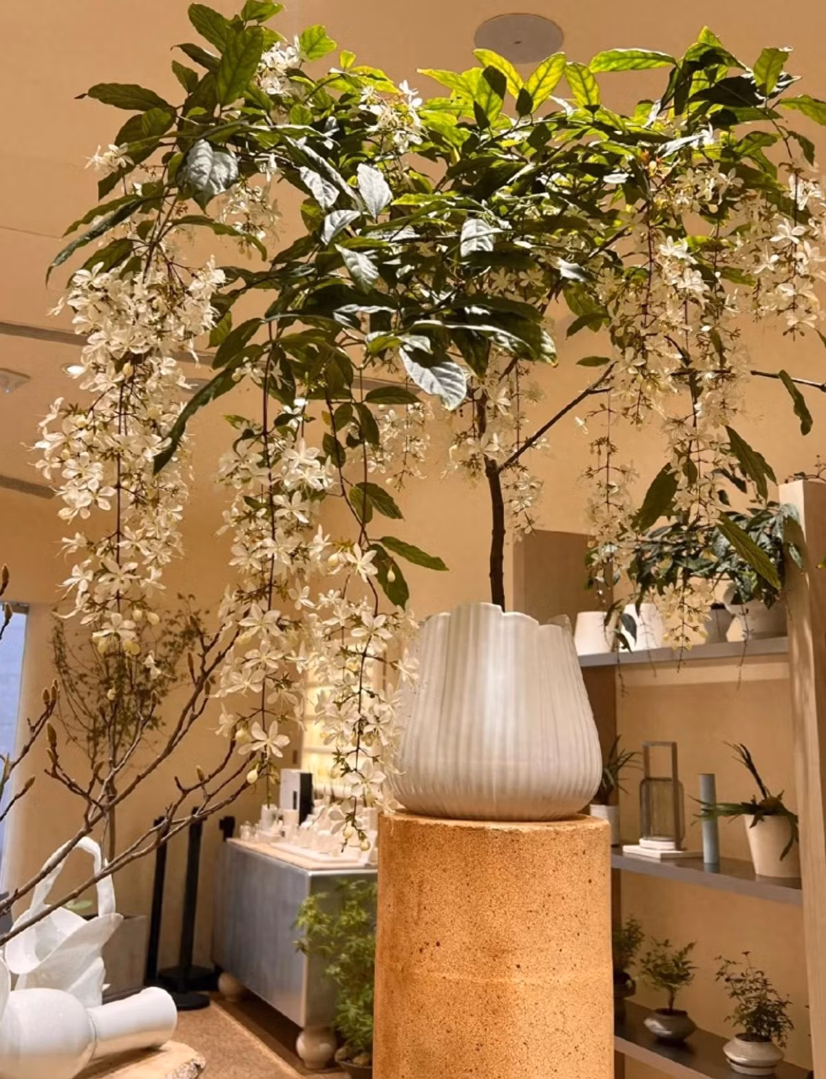 Loài hoa này còn có tên tiếng Anh là Chains of Glory, khoa học là Clerodendrum schmidtii, phổ biến ở châu Á, trong đó có Việt Nam.