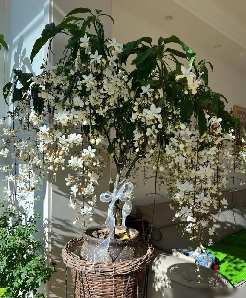 Không giống hoa lan, hương của nó dịu mát, thoang thoảng như sương sớm hòa quyện cùng hoa nhài, mang lại cảm giác thư giãn.