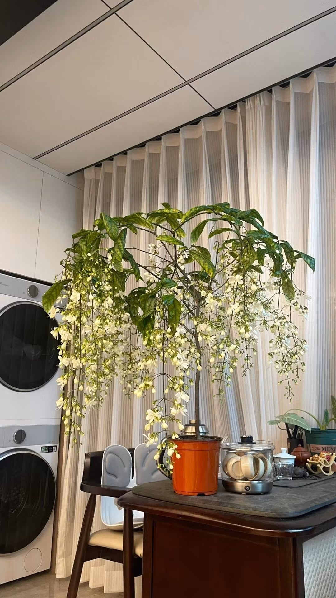 Với vẻ đẹp tinh khôi, hương thơm dễ chịu và ý nghĩa phong thủy tốt lành, dạ ngọc minh châu xứng đáng là “nữ thần cây cảnh” mà bạn không nên bỏ lỡ.