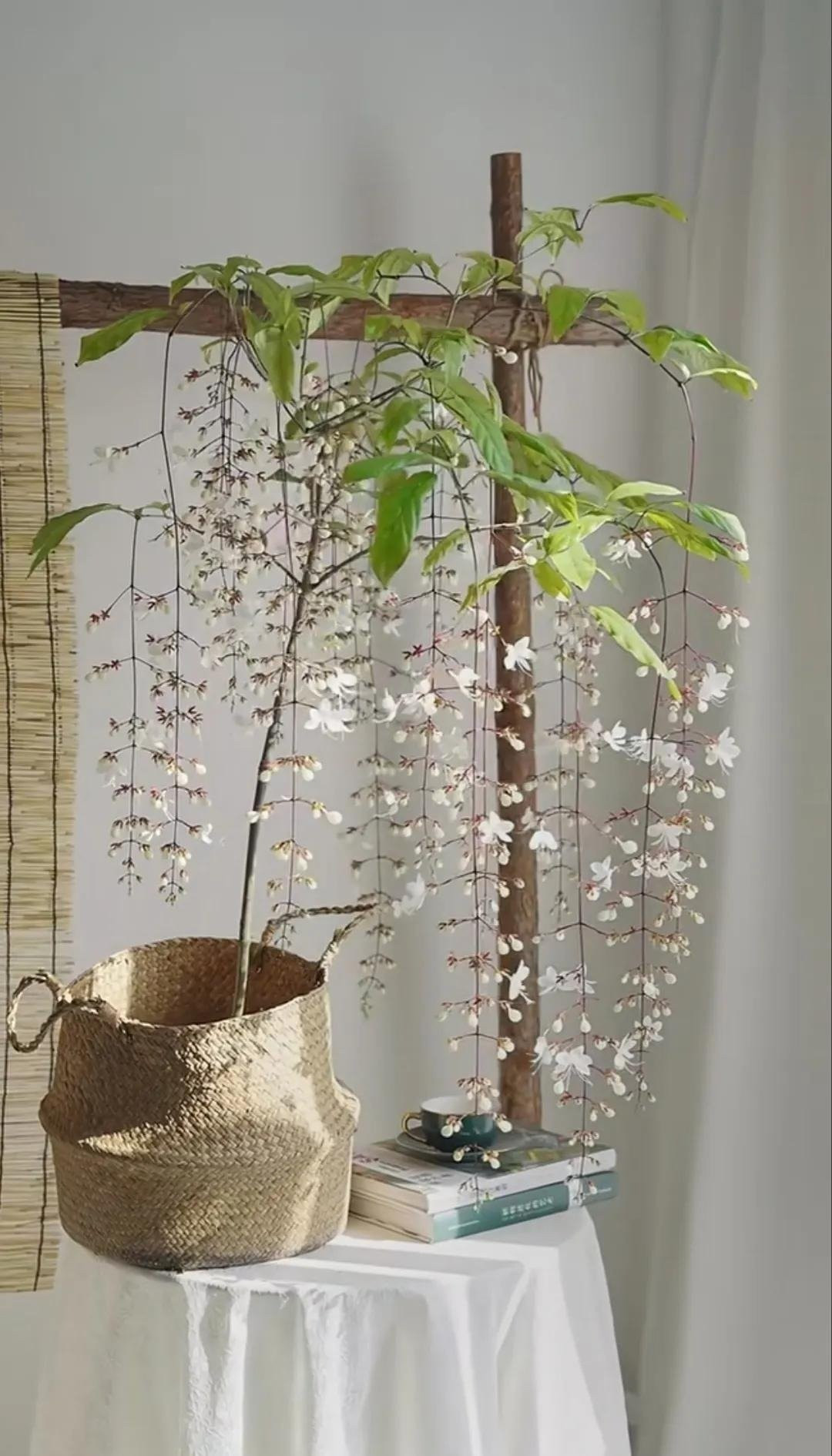 Điều đặc biệt, hoa dạ ngọc minh châu nở liên tục, kéo dài suốt ba mùa: xuân, hạ, thu. Vào dịp Tết Nguyên đán, hoa bung nở rực rỡ, mang ý nghĩa cát tường.