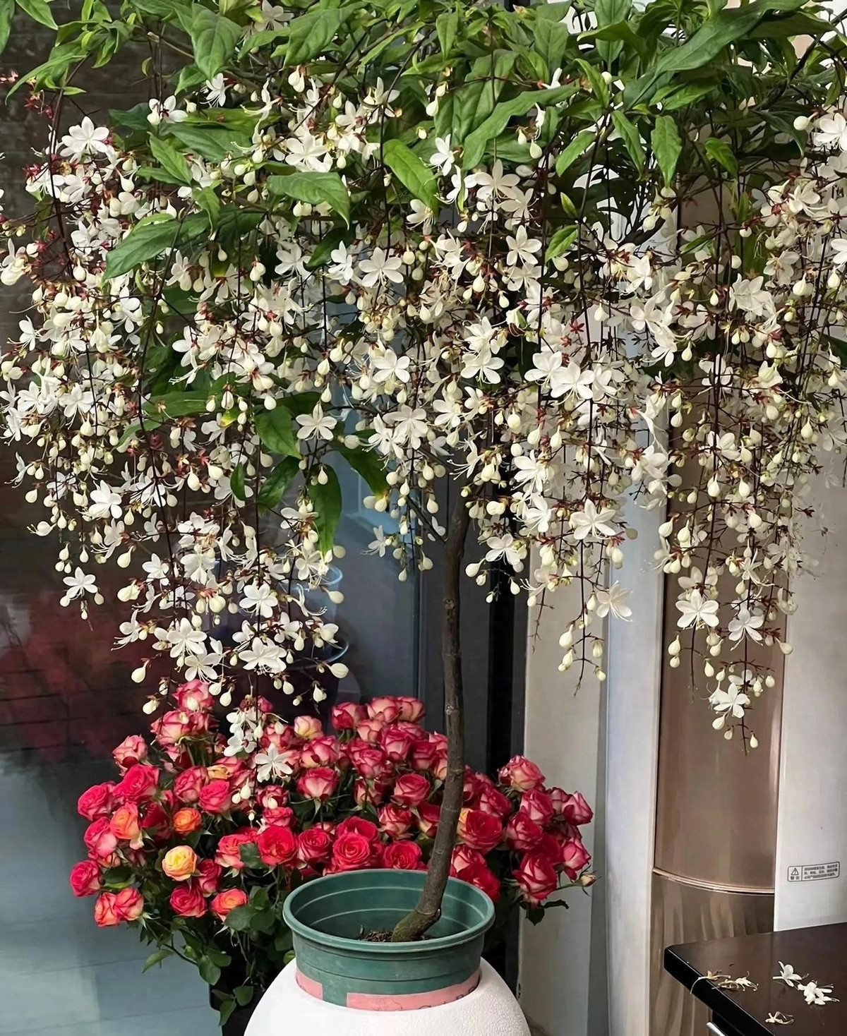 Bạn chỉ cần một chậu duy nhất đã đủ biến góc nhà thành bức tranh phong thủy sống động.